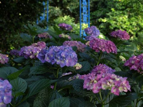 Pruning Hydrangeas | Home & Garden Information Center