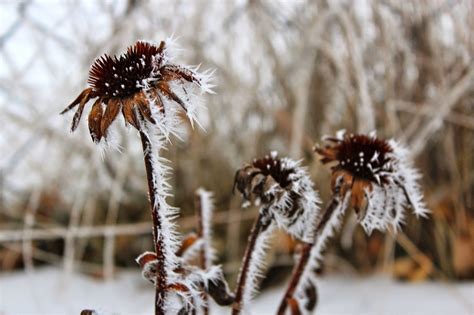 Squash Blossom Farm: Wordless Wednesday: Spiky, Frosty Morning