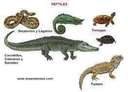 46 best images about REPTILES on Pinterest | Madagascar, Vines and Search