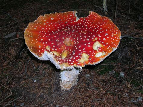 Images Gratuites : rouge, la biologie, champignon vénéneux, Mouche moucheté, toxique, agaric ...