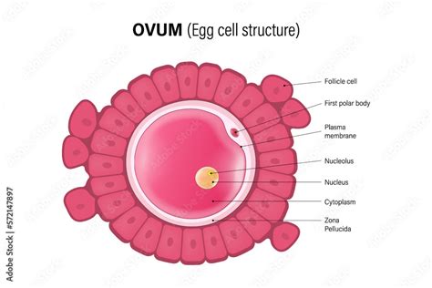 Ovum, Egg cell structure. Oocyte. Woman Reproductive system. Gametogenesis. Stock Vector | Adobe ...