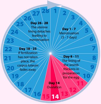 The Menstrual Cycle Phases