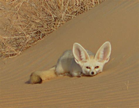 Fennec fox conservation project in North Africa – Fundacja Zoo Wrocław DODO