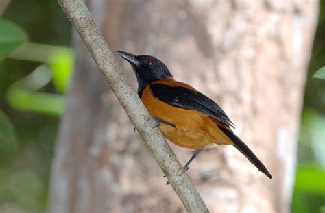 Hooded Pitohui - The First Documented Poisonous Bird - Charismatic Planet