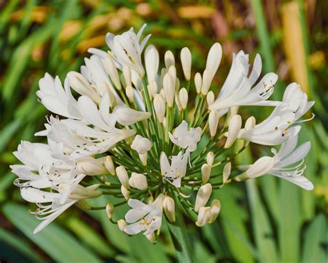 Best Mediterranean plants: 16 sun-loving options | Gardeningetc