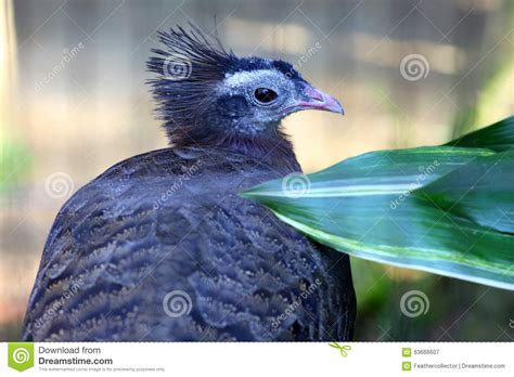 Crested argus stock image. Image of animal, bird, jungle - 63666607