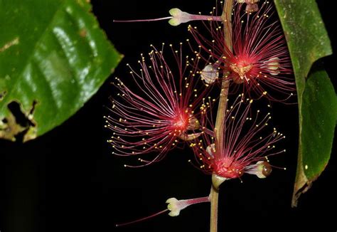 Freshwater Mangrove (Barringtonia acutangula) - Garden.org