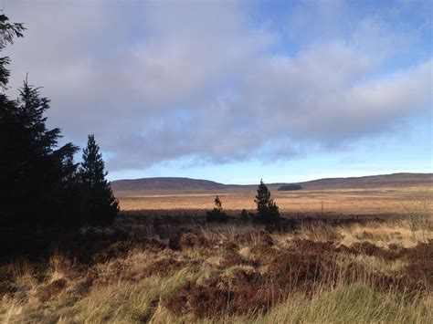 Ballyboley Forest, Ballyclare (Spring 2014) | Natural landmarks ...