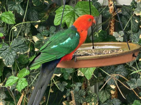 We've been seeing King Parrots in our yard recently! : r/brisbane