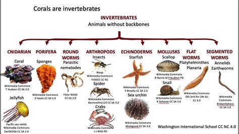 Classification Of Invertebrates Chart With Definitions And, 49% OFF