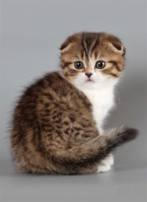 Scottish Fold Kitten | Cute & Cuddly | Pinterest