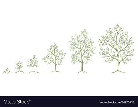 Tree growth stages plant development phases Vector Image