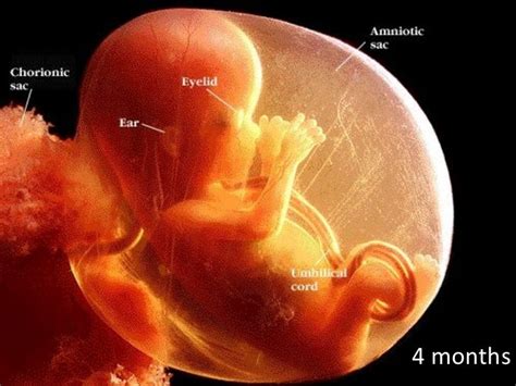 The fetal development