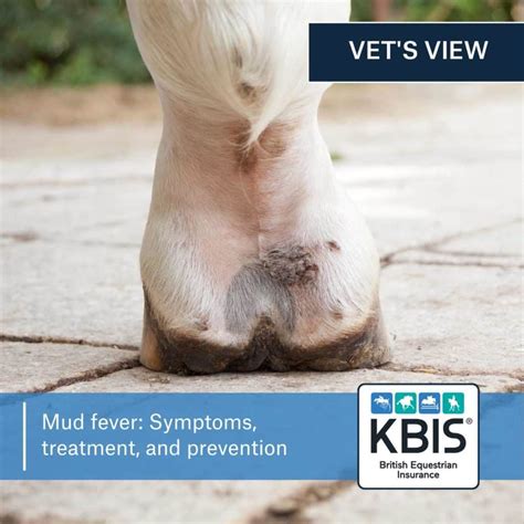 Mud fever: Symptoms, treatment, and prevention | KBIS