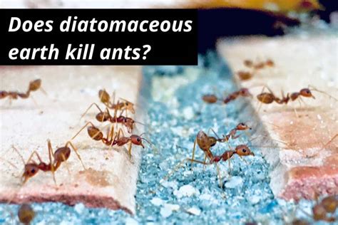 Does Diatomaceous Earth Kill Ants? Get Rid Of Ants With DE