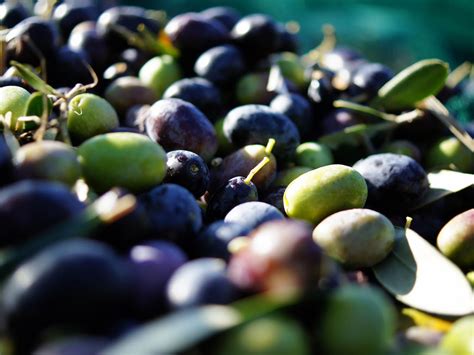 A Beginner's Guide to Olives: 14 Varieties Worth Seeking Out