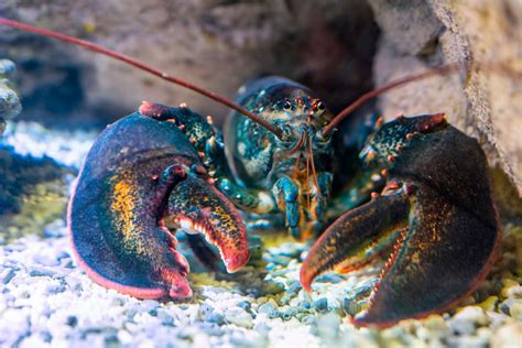 How to Catch a Lobster - AquaViews