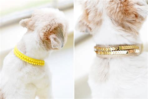 Diy Dog Collar - DIY Ideas