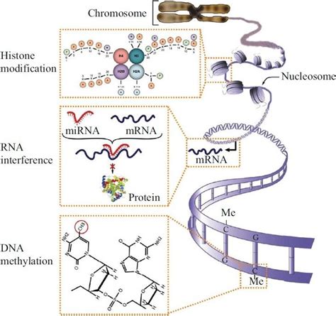 Figure 2: Schematic of the mechanisms of epigenetic regulation. DNA methylation, histone ...