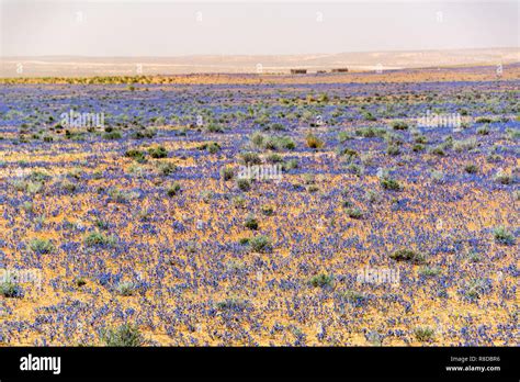 Sahara Desert Flowers