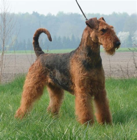 Airedale Terrier Breed Guide - Learn about the Airedale Terrier.