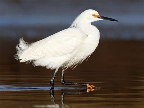 Snowy Egret - eBird