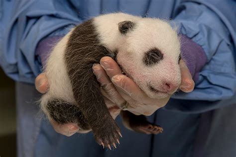 Giant Panda | San Diego Zoo Animals & Plants