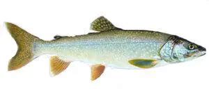 Types of Trout - Learn to Identify your Catch