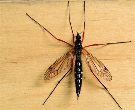 Big mosquito stock image. Image of male, black, macro - 31133845