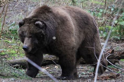 Trophy Grizzly Bear Hunting In Canada | Big Game Hunting Adventures