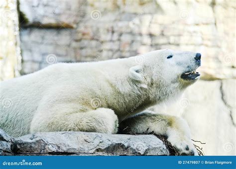 Roaring Polar Bear stock image. Image of survival, huge - 27479807