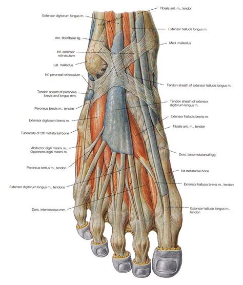 Several things about Anatomy of the Hip Muscles Ankle Anatomy, Anatomy ...