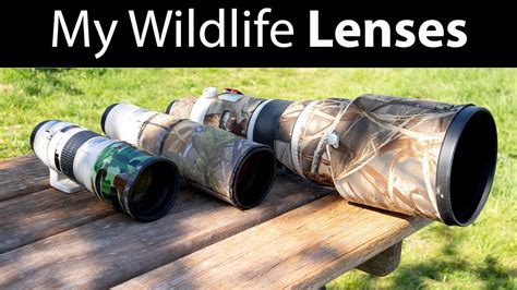 Wildlife Photography Lenses: 300mm f/4, 400mm f/5.6, 500mm f/4 (My Lens Evolution) - YouTube