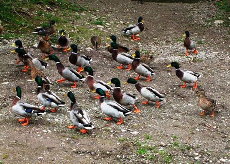 Largo Baywatch: A Waddling of Ducks