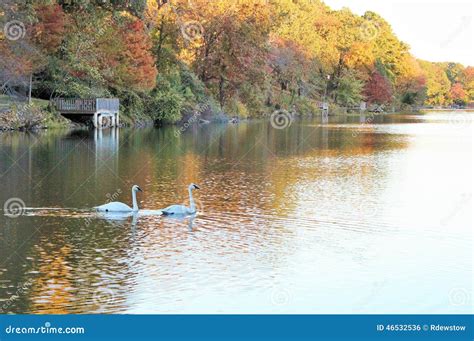 Swans Swimming Along a Lake Stock Photo - Image of green, shadow: 46532536