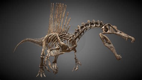 Spinosaurus skeleton ver. 2018 by. VI models by Vitamin_imagination co ...