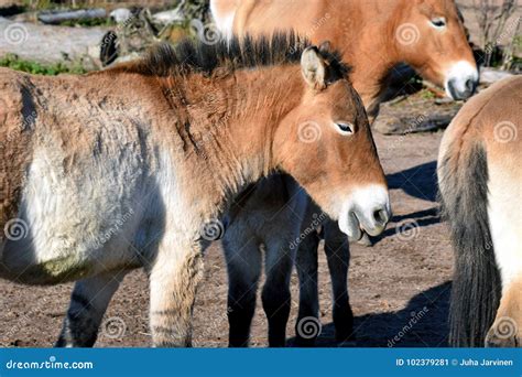 Przewalski`s horses stock image. Image of endangered - 102379281