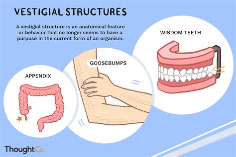 Vestigial Structures: Evolution Definition