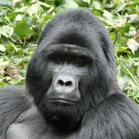 Amazing Facts about Gorillas in Africa - Uganda Safaris | Gorilla Trekking | Gorilla Tours in ...