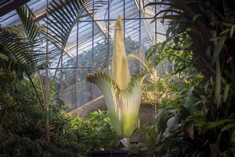 A foul-smelling ‘Corpse Flower’ is in bloom at Kew Gardens – but only ...