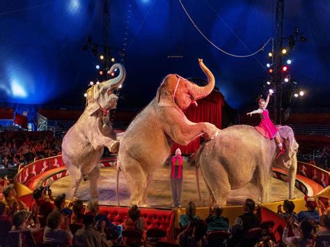 Big Top Circus - Circus World Baraboo | Funny elephant, Elephant, Circus