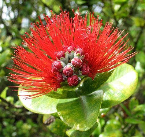 Red Pua Lehua or Ohi'a Blossom-Official Flower of the Big-Island! www.aloha-hawaiian.com #Hawaii ...