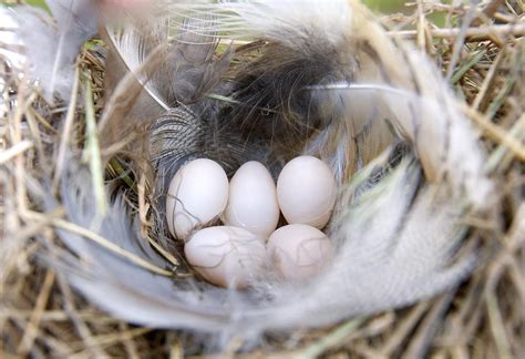 Tree Sparrow Nest Photograph by Linda Bisbee - Pixels