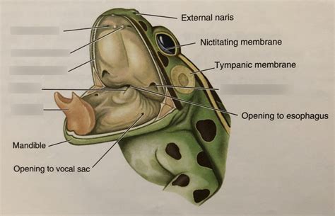 frog oral cavity Diagram | Quizlet