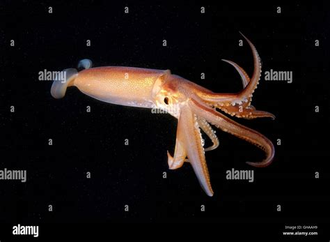 Japanese flying squid, Japanese common squid or Pacific flying squid (Todarodes pacificus) night ...