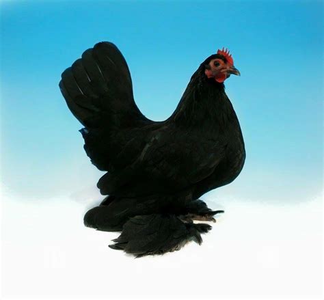 Booted Bantam For Sale | Chickens | Breed Information | Omlet