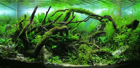 Aquascaping plants : Beginners to Advanced [Ultimate Guide]