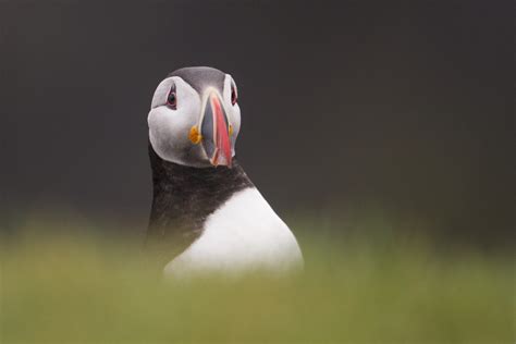 How to help puffins | Conservation | Scottish Wildlife Trust