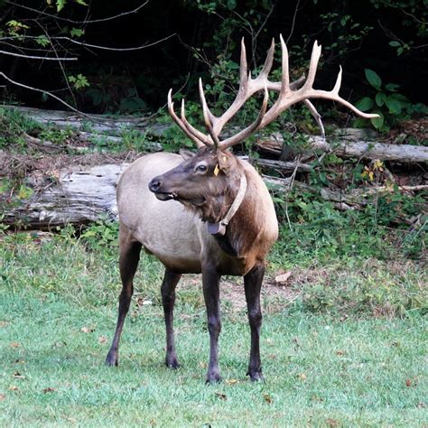 Male Wildlife North America Woods Elk Antlers-12 Inch BY 18 Inch ...