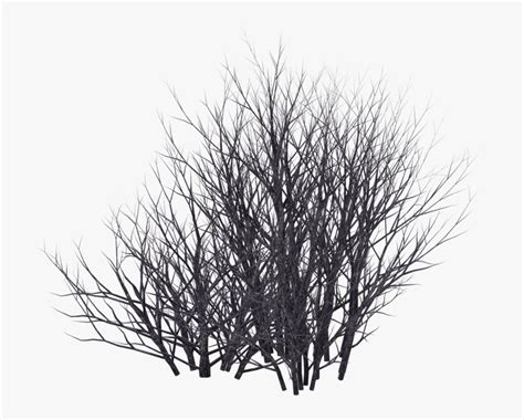 Bush Silhouette Png - Shrub Silhouette Png, Transparent Png - kindpng